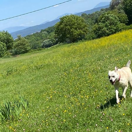 Gite Cocotte Luberon, Forcalquier Pierrerue  Eksteriør bilde