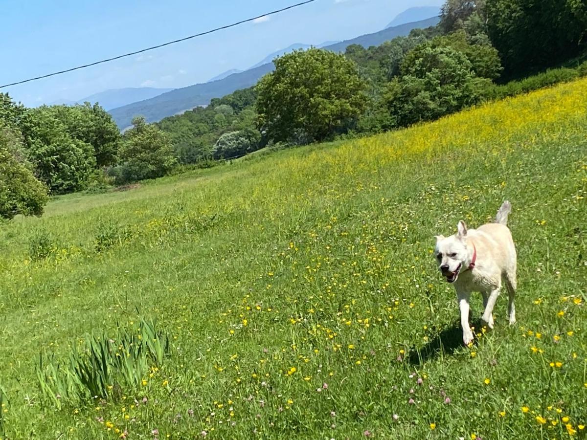 Gite Cocotte Luberon, Forcalquier Pierrerue  Eksteriør bilde